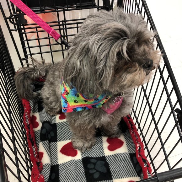 Cat small Dog Blanket Throw for shopping cart soft handmade braided edge Red Yel - Picture 1 of 4